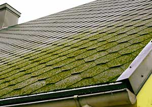 Roof Moss removal at Affordable Gutter Services in Vancouver WA and Portland OR